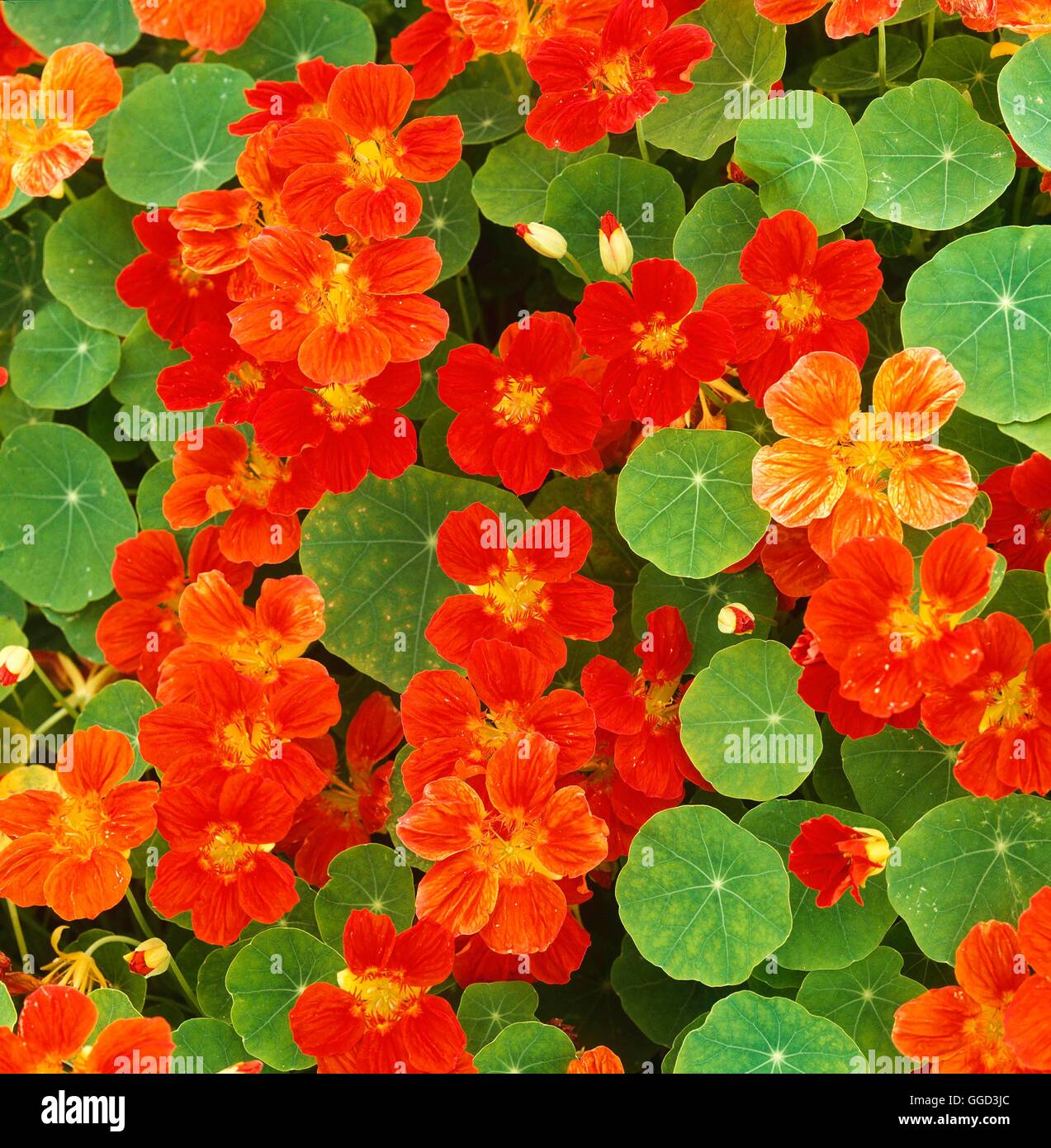 Nasturtium - `Whirlybird Scarlet' (Tropaeolum majus)   ANN044143 Stock Photo